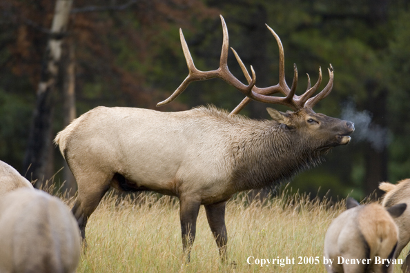 Rocky Mountain bull elk bugling with cows.