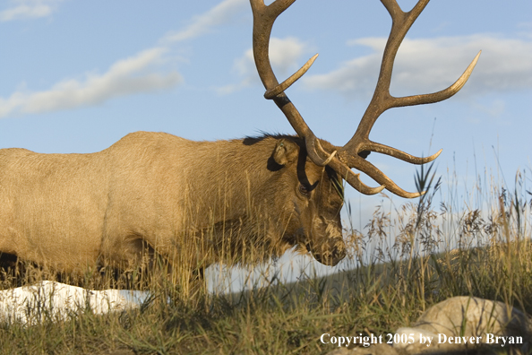 Bull elk in habitat.