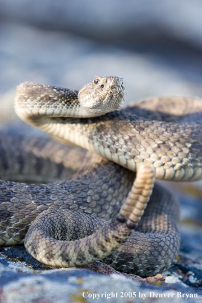 Rattlesnake on rocks.