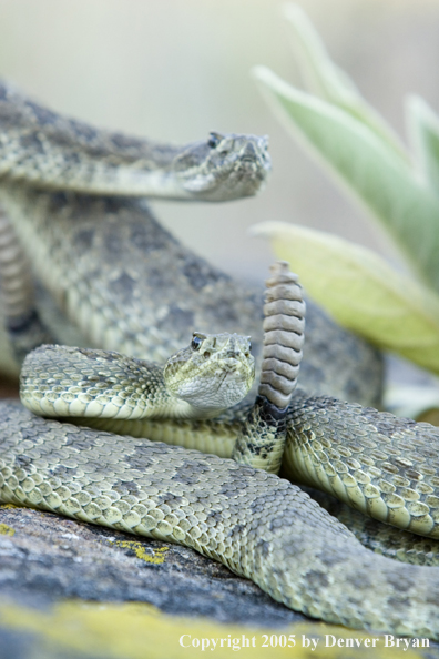 Rattlesnakes on rocks.