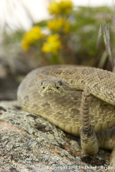 Rattlesnake on rocks.