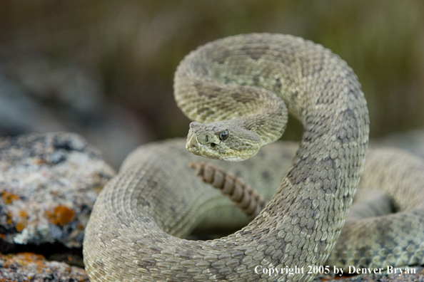 Rattlesnake on rocks.