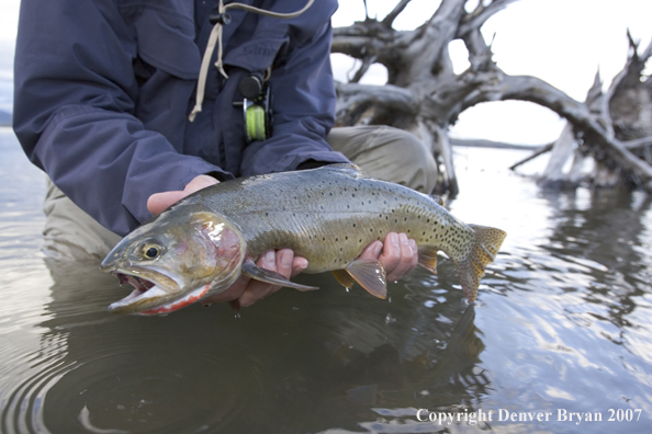 Flyfisherman releasing cutthroat trout.