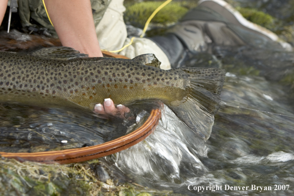 Woman flyfisher with large brown trout.