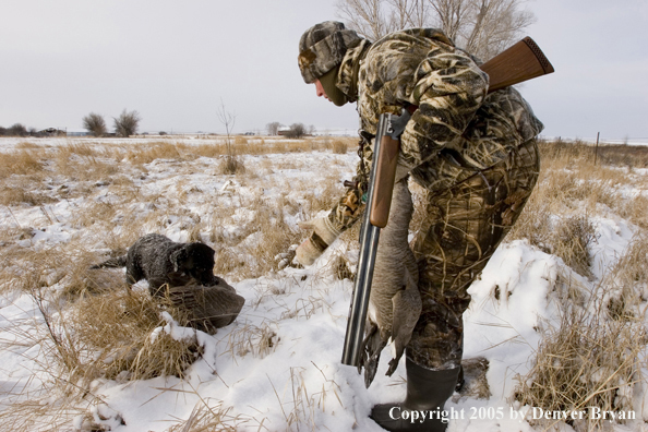 Goose hunter reaches for goose that black labrador has retrieved in field during the winter.