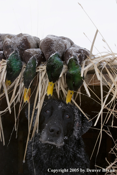 Black labrador in blind with bagged mallards on roof. 