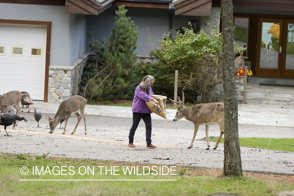 Woman feeding wildlife (white-tailed deer, Merriam's turkey) in yard.