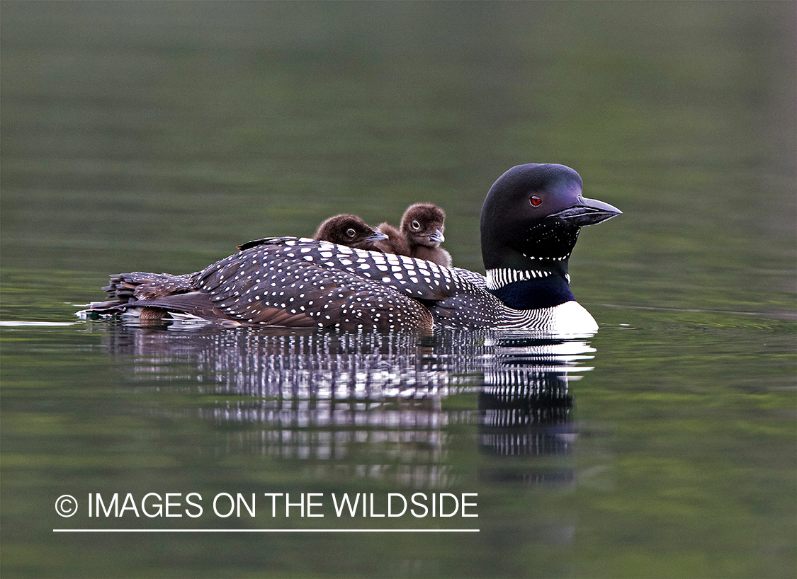 Loon carrying her chicks.