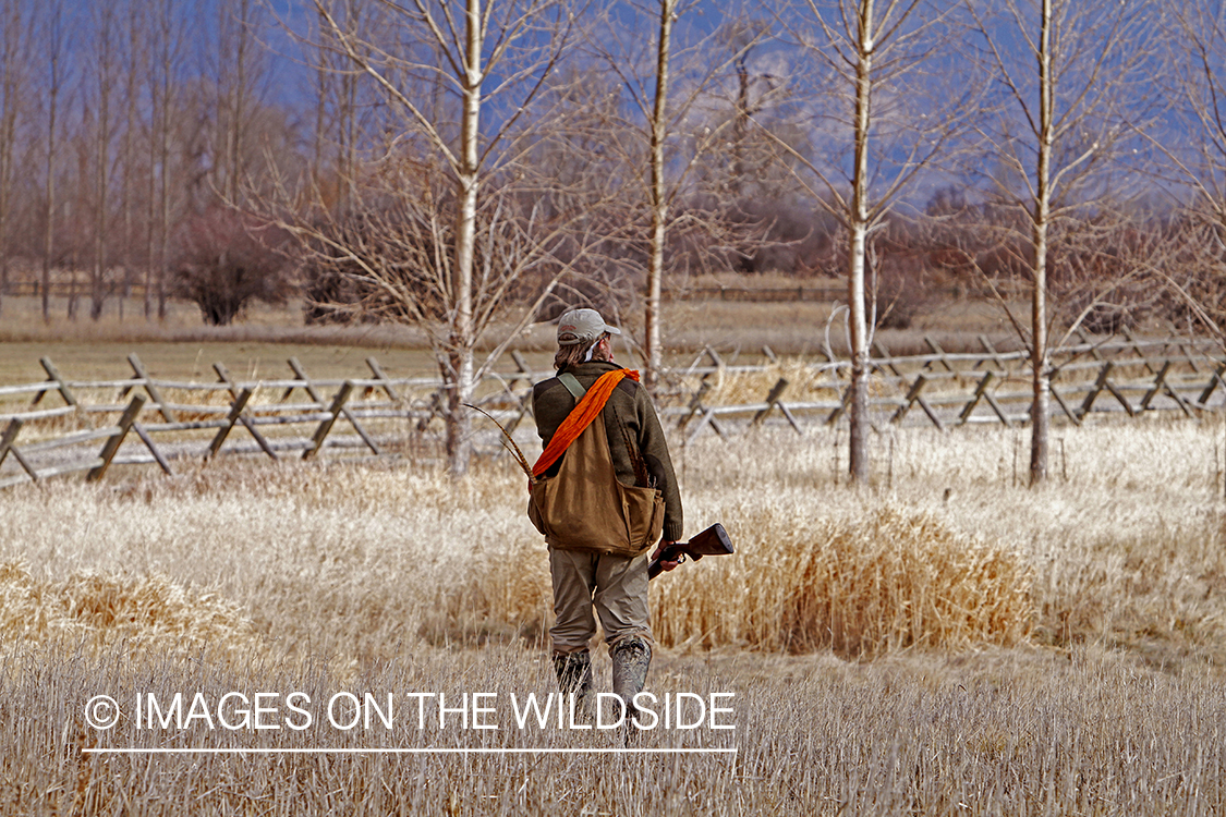 Pheasant hunter in field. 