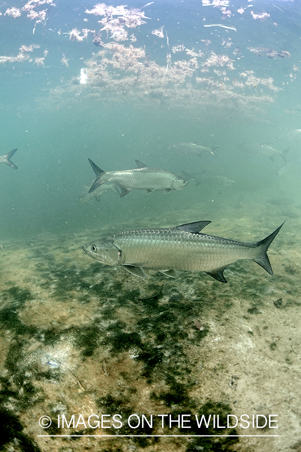 Tarpon underwater.