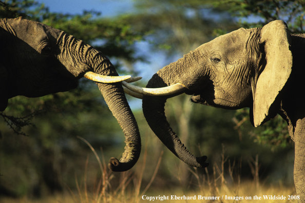 Bull Elephants in habitat