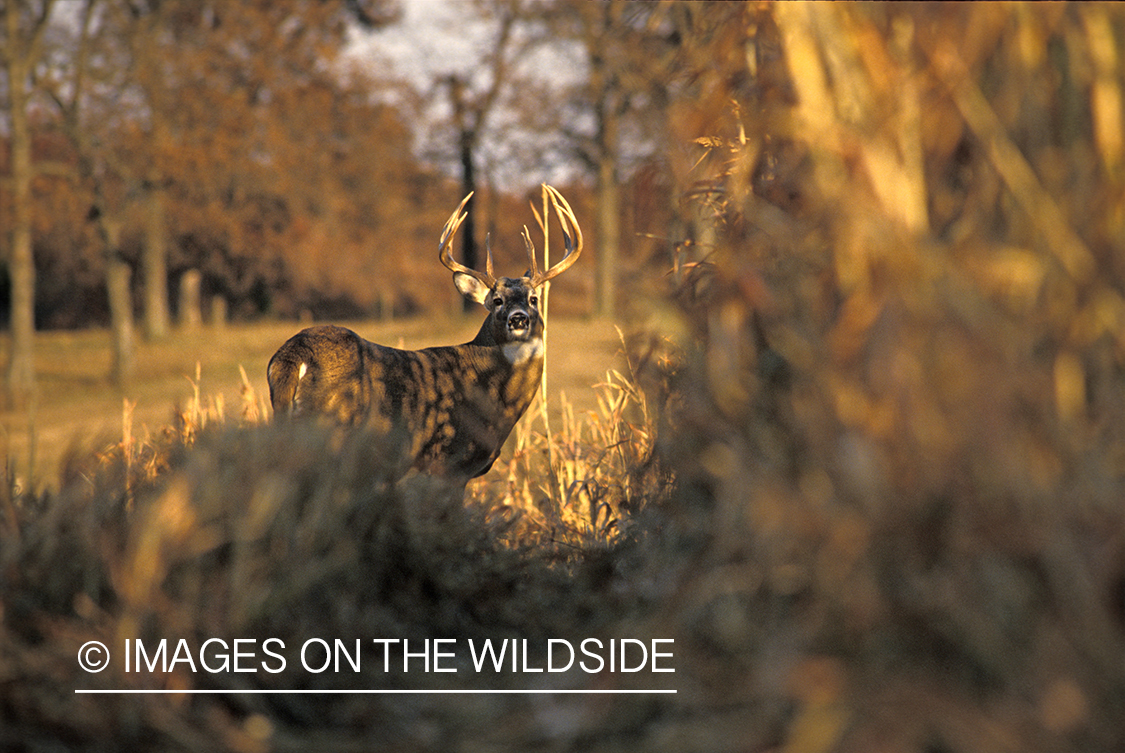 Whitetail deer in habitat.