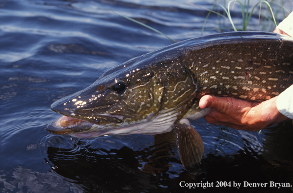 Flyfisherman with Northern Pike