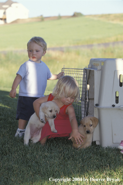 Children with yellow Labrador Retriever puppies