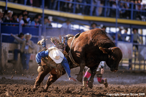 Bull rider falling off bull