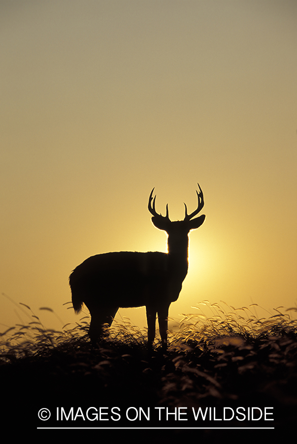 Whitetail deer at sunset/sunrise.