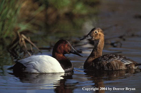 Canvasback drake and hen in water