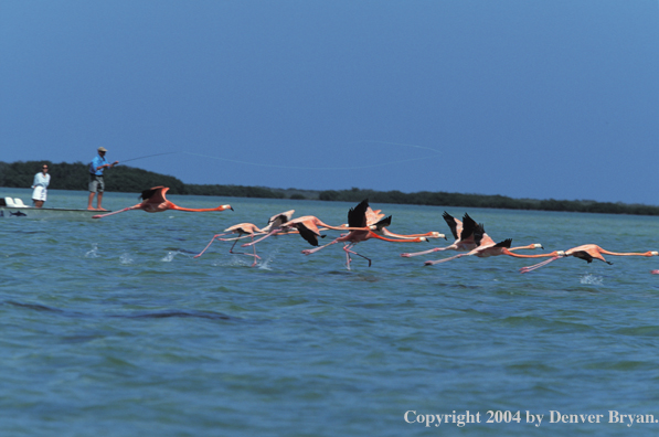 Flamingos flying infront of saltwater fishing boat.