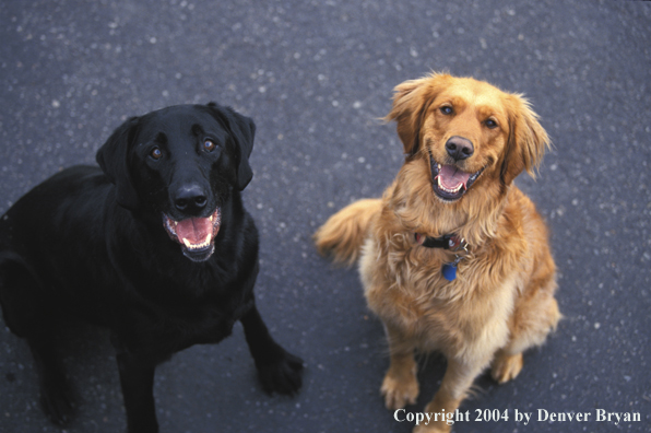 Black Labrador Retriever and golden Retriever.