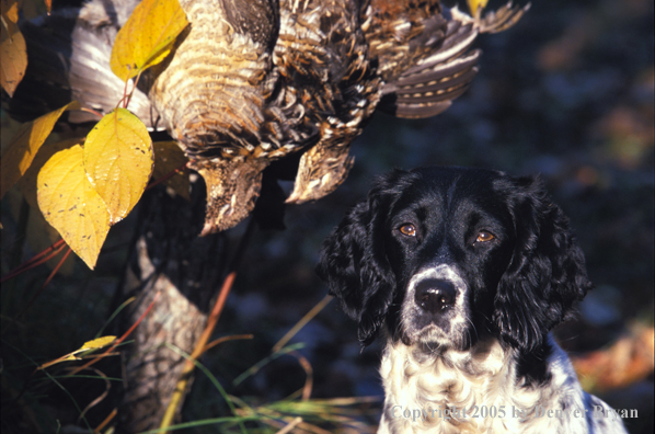 Springer spaniel with bagged game.