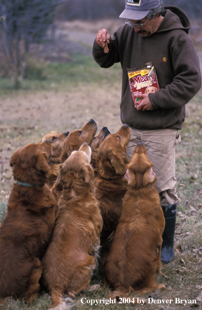 Golden Retrievers getting dog biscuits