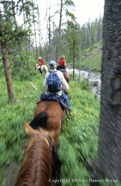 Horseback riders on trail ride.