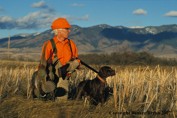 Upland bird hunter with German Shorthair Pointer and pheasants.