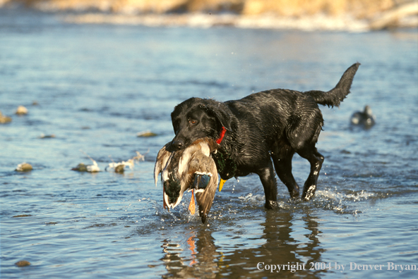 Black Labrador Retriever with mallard