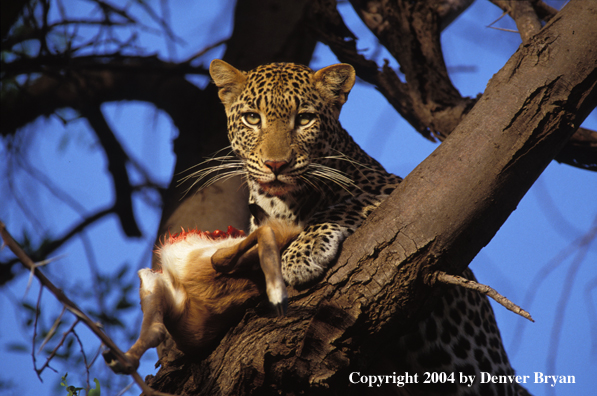 Leopard in tree with prey. Africa