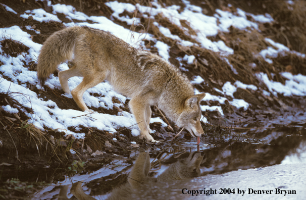 Coyote drinking.