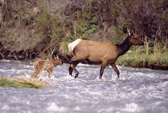 Cow and newborn calf crossing river.