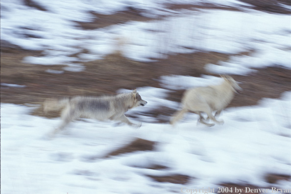 Gray wolves playing/chasing.