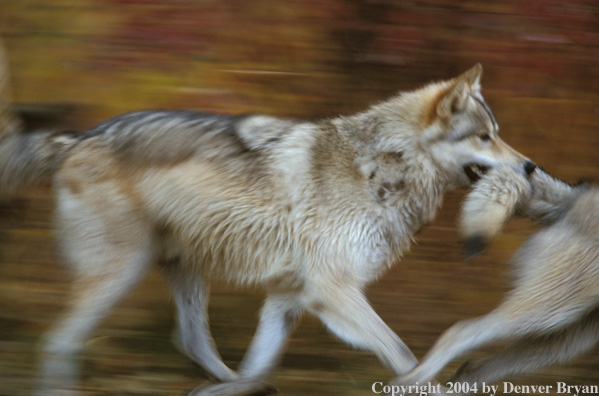 Gray wolves running/playing.