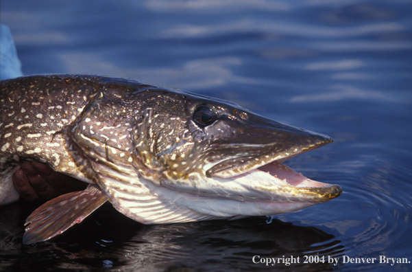 Flyfisherman releasing Northern Pike