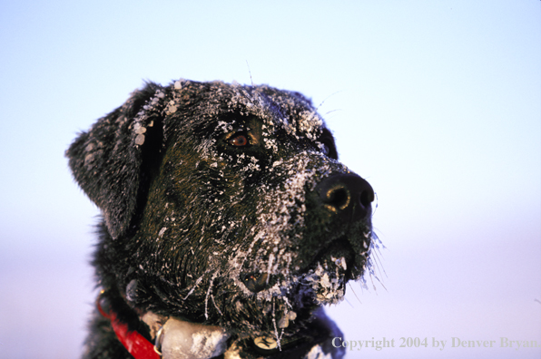 Black Labrador Retriever 