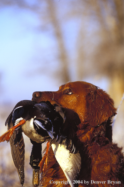 Golden Retriever with bagged duck.  