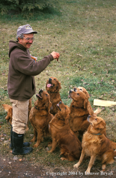 Golden Retrievers getting dog biscuits