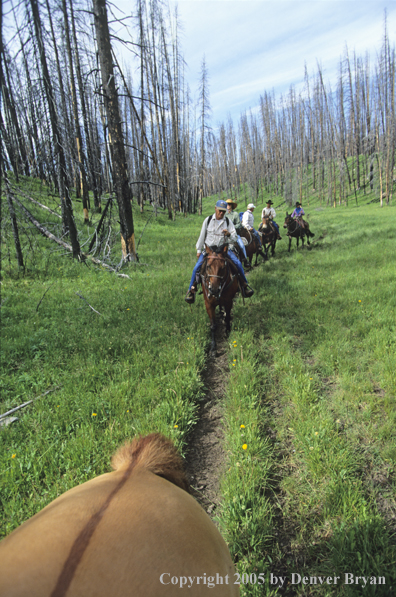 Horseback riders on trail ride.