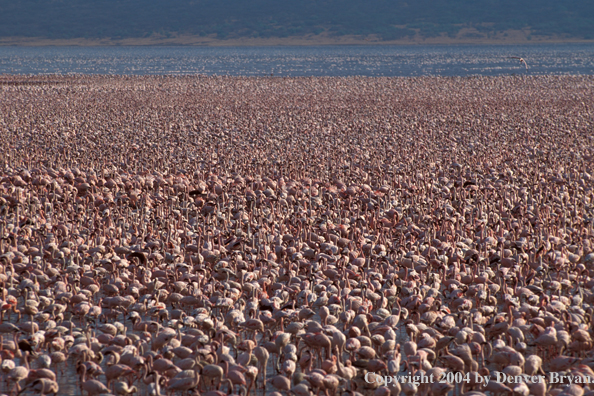 Large concentration of lesser and greater flamingos. Kenya, Africa.