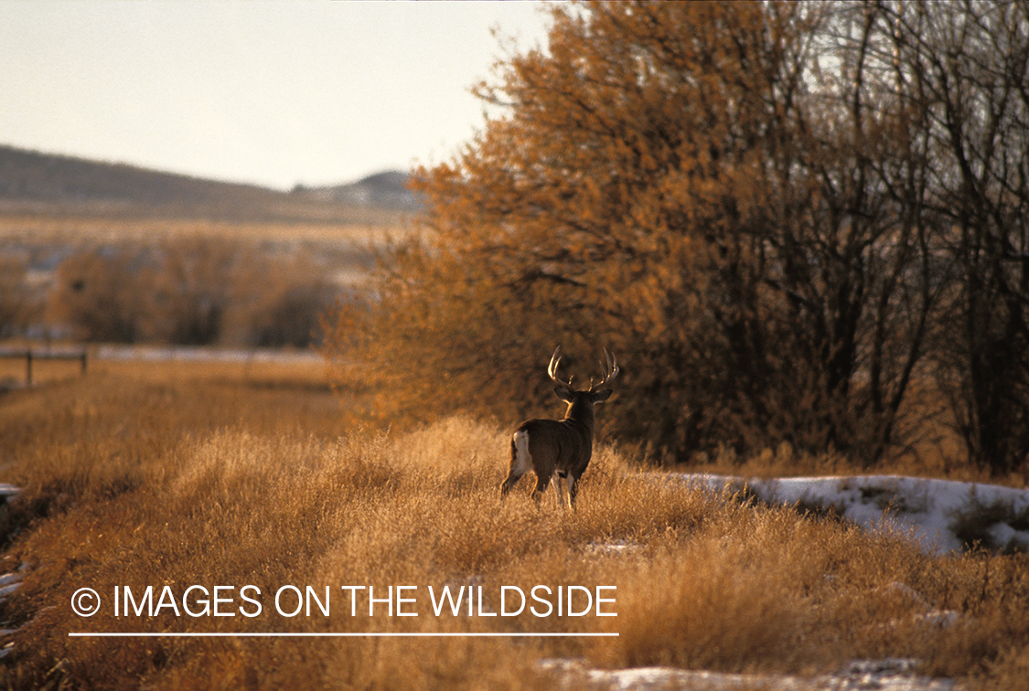 Whitetailed buck in habitat.