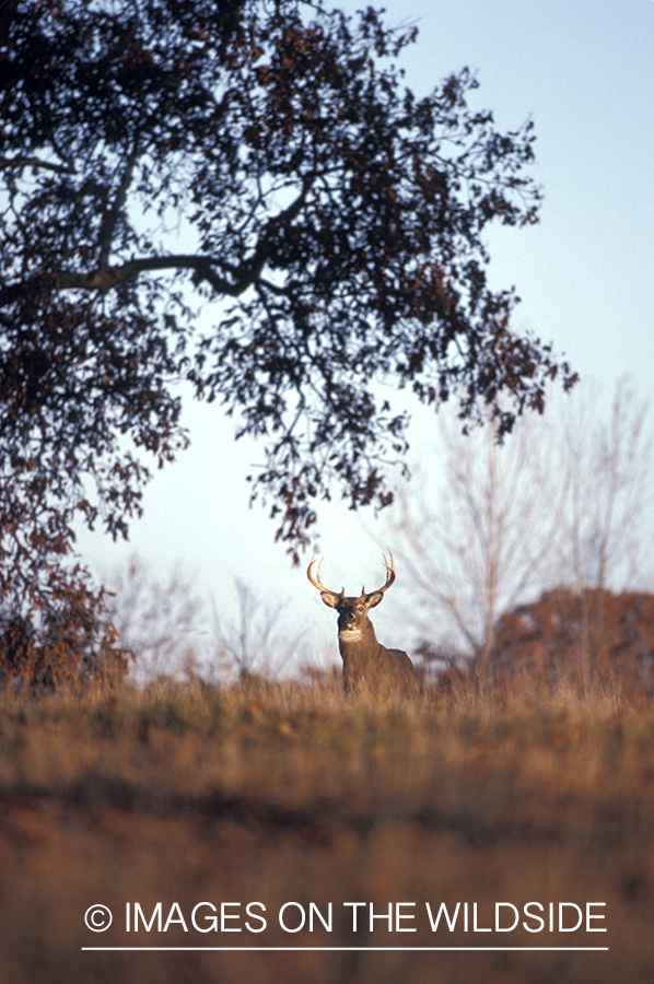 Whitetail deer in habitat.