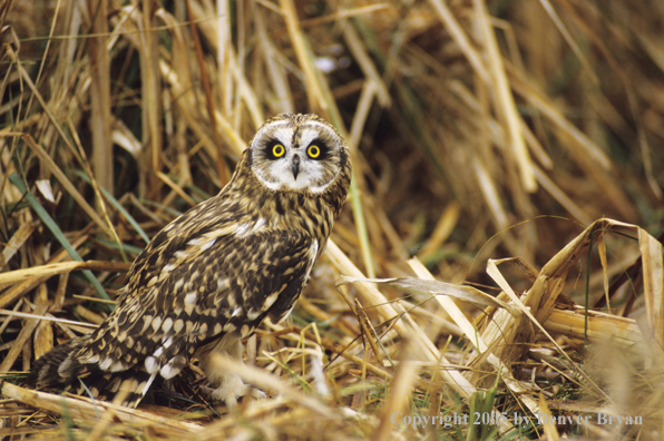 Short-eared owl on ground in cattails.