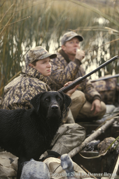 Father and son waterfowl hunting with black Labrador Retriever.