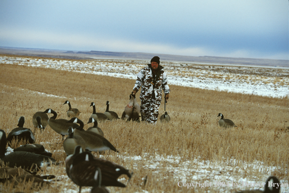 Waterfowl hunter with bagged geese.