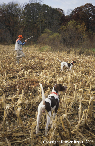 Upland game bird hunter with dogs hunting.