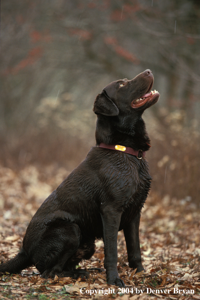 Chocolate Labrador Retriever