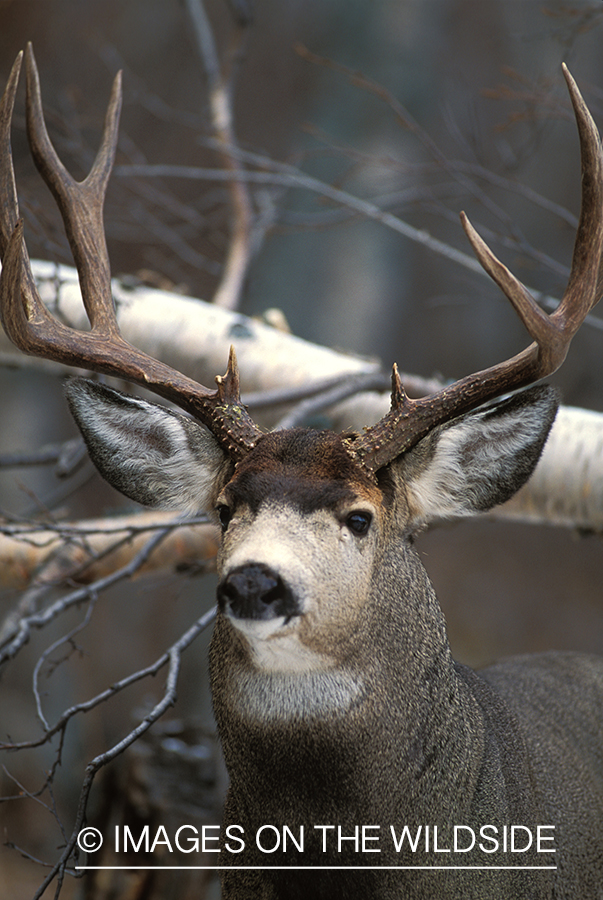 Mule deer in habitat.