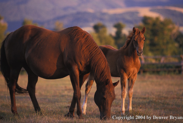 Quarter horse and foal in pasture.