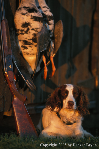 Springer spaniel with bagged game