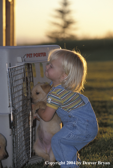 Child with yellow Labrador Retriever puppy